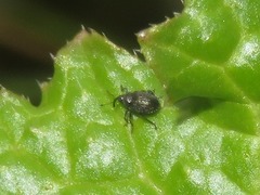 Ceutorhynchus contractus