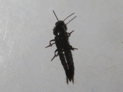 Quedius fuliginosus