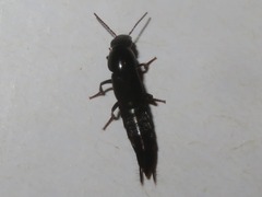 Quedius fuliginosus