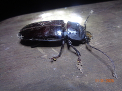 Mallodon spinibarbis