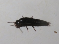Quedius fuliginosus
