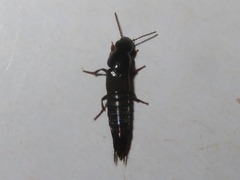Quedius fuliginosus
