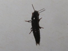 Quedius fuliginosus