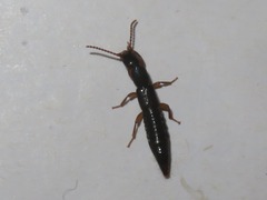 Lathrobium elongatum