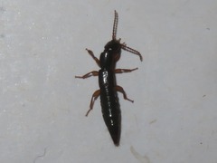 Lathrobium elongatum