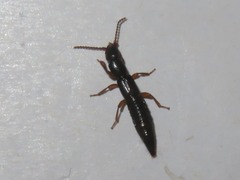 Lathrobium elongatum