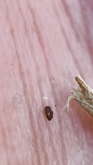Tetramerium nervosum