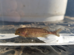 Limpopo Bulldog Fish photo 3