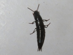 Quedius fuliginosus
