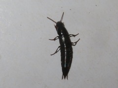 Quedius fuliginosus