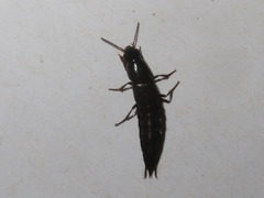 Quedius fuliginosus