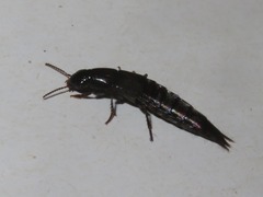 Quedius fuliginosus
