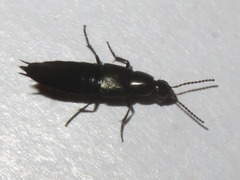 Philonthus cognatus