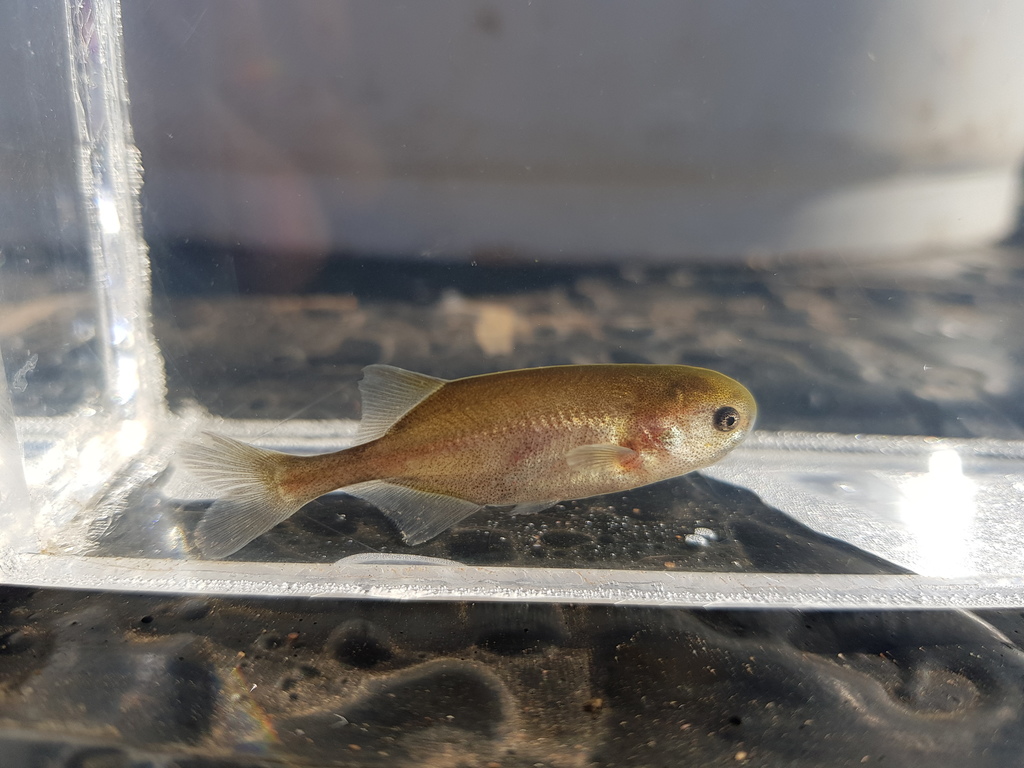 Eastern bottlenose (Petrocephalus wesselsi) — Mormyridae