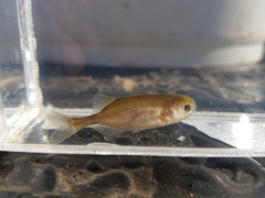 Petrocephalus wesselsi