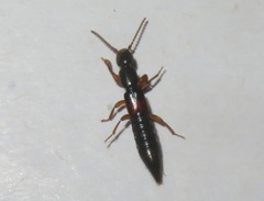 Lathrobium elongatum