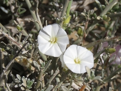 Convolvulus caput-medusae image