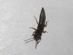 Lathrobium elongatum