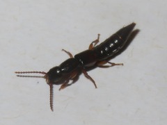 Lathrobium elongatum