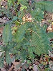 Taxaceae