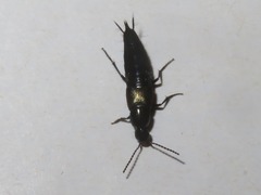 Philonthus cognatus