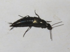 Philonthus cognatus