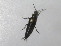 Philonthus cognatus