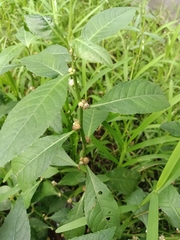 Struchium sparganophorum