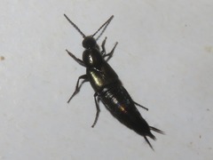 Philonthus cognatus