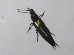 Philonthus cognatus