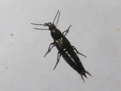 Philonthus cognatus