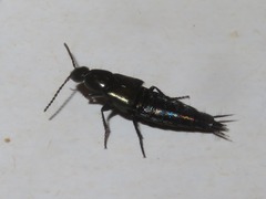 Philonthus cognatus
