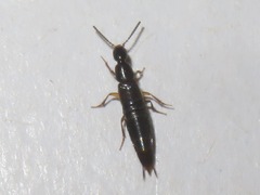 Philonthina