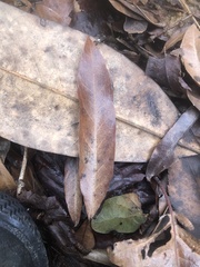 Quercus phellos