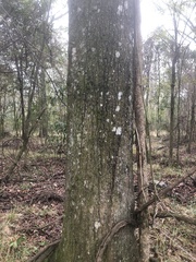 Quercus phellos