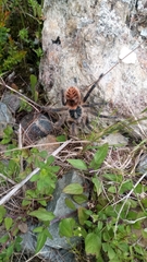 Phrixotrichus vulpinus