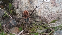 Phrixotrichus vulpinus