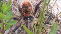 Phrixotrichus vulpinus