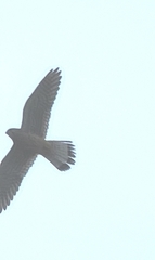 Falco tinnunculus tinnunculus