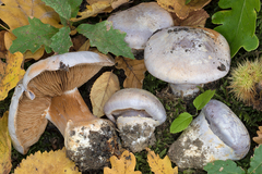 Cortinarius foetens