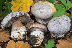 Cortinarius foetens