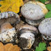 Cortinarius foetens - Photo (c) Federico Calledda, some rights reserved (CC BY-NC), uploaded by Federico Calledda