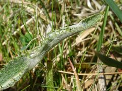 Agonopterix nanatella