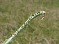 Agonopterix nanatella