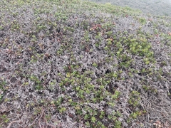 Arctostaphylos pacifica