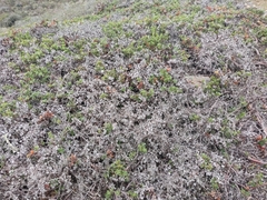 Arctostaphylos pacifica