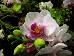 Phalaenopsis
