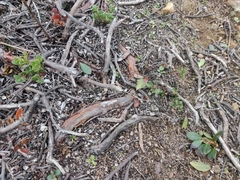 Arctostaphylos pacifica