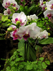 Phalaenopsis