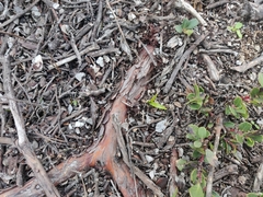 Arctostaphylos pacifica